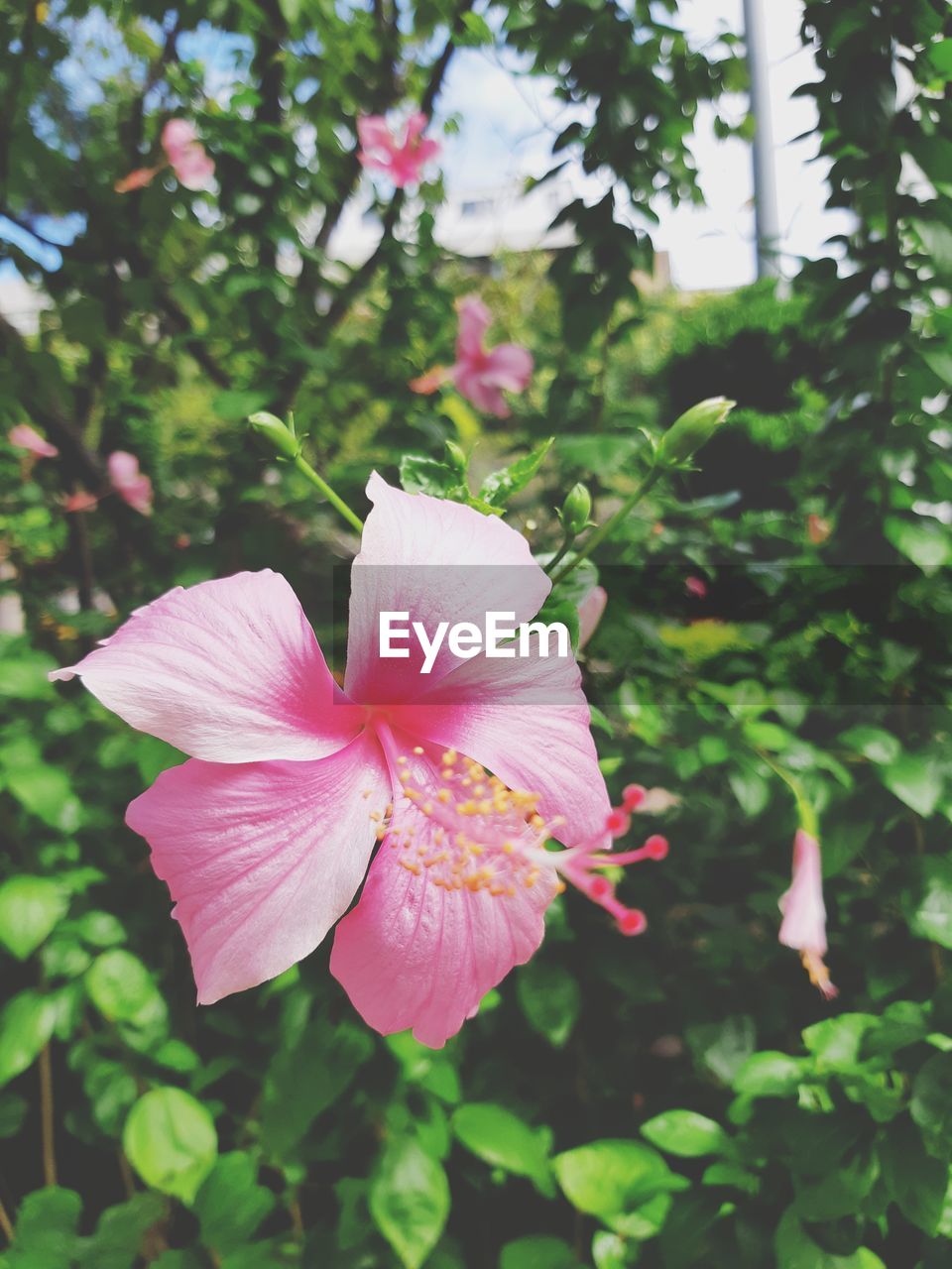 CLOSE-UP OF PINK HIBISCUS BLOOMING OUTDOORS