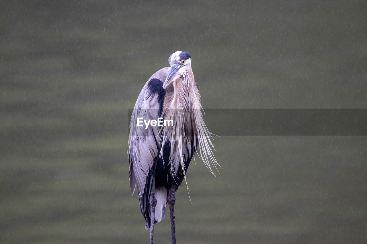 HIGH ANGLE VIEW OF GRAY HERON PERCHING ON LEAF