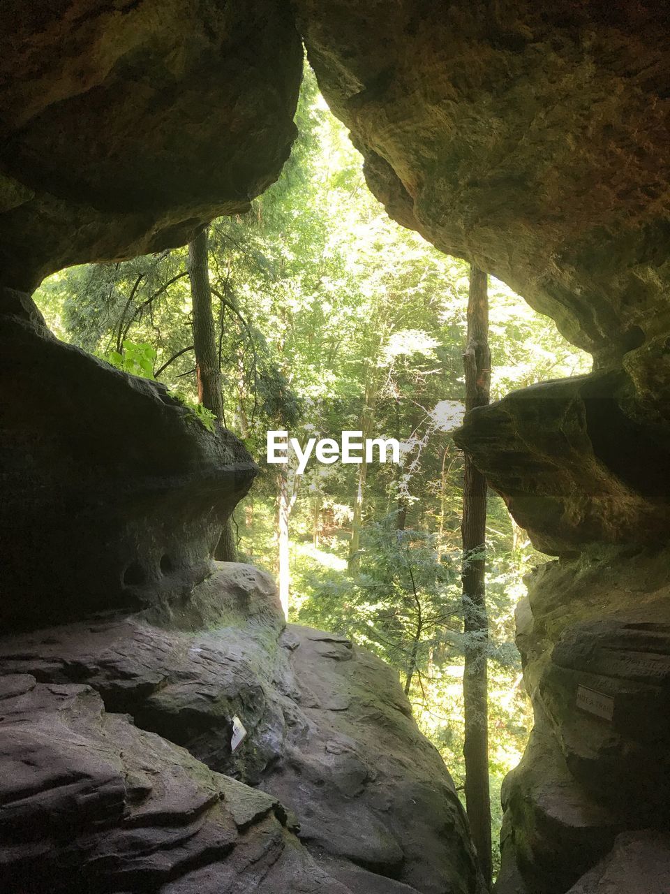 TREES GROWING ON ROCK