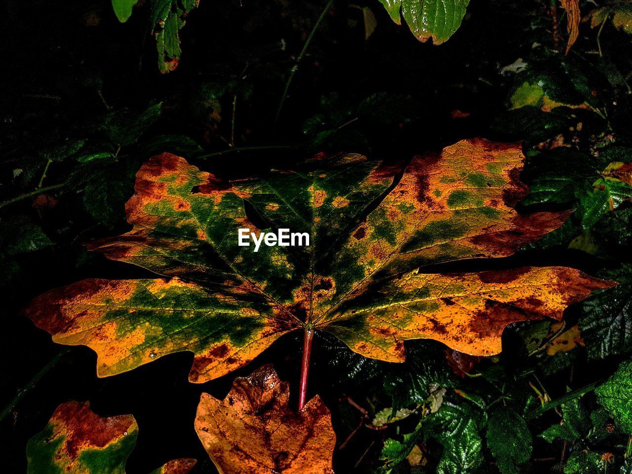 Close-up of maple leaves on plant at night