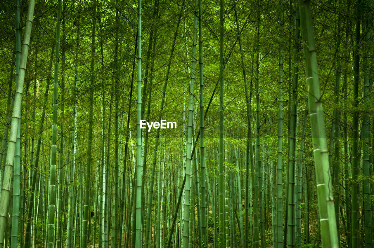 Lush quiet green chinese bamboo grove forest hangzhou - china. green oriental zen forest background