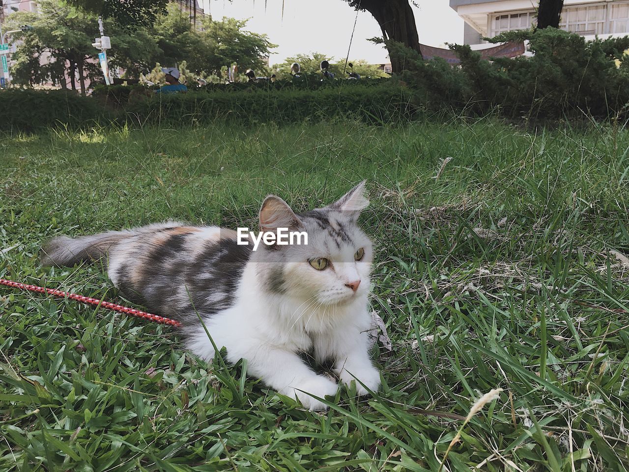 CAT RESTING ON GRASS