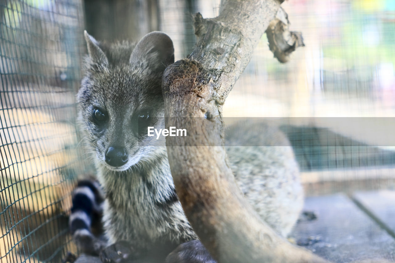 Close-up portrait of weasel