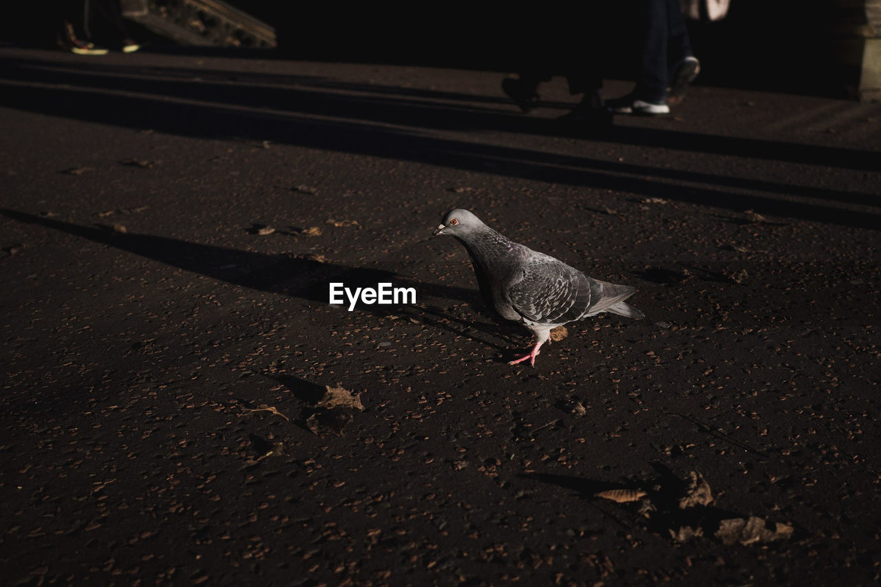 HIGH ANGLE VIEW OF PIGEON