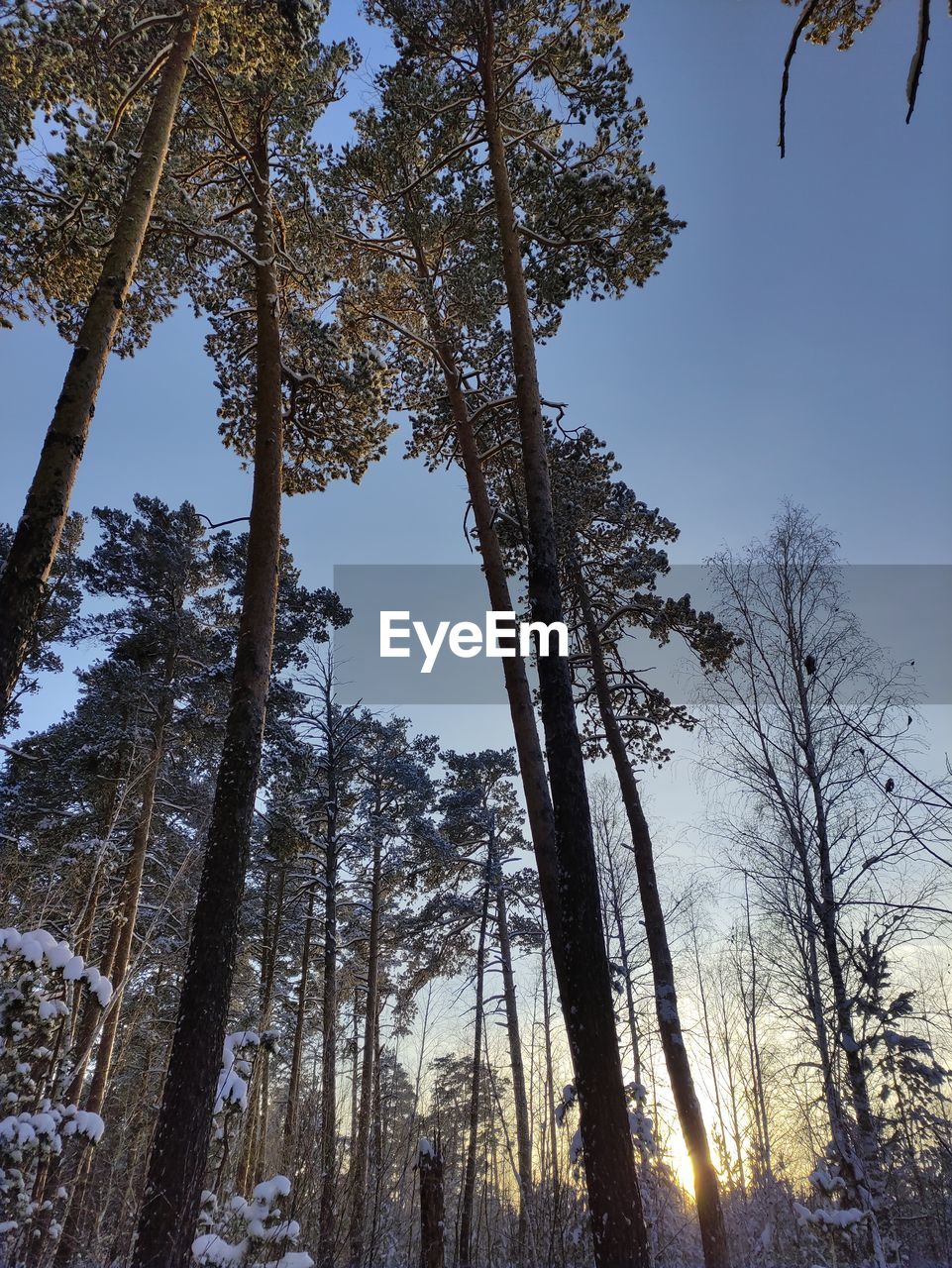 LOW ANGLE VIEW OF TREES AGAINST CLEAR SKY