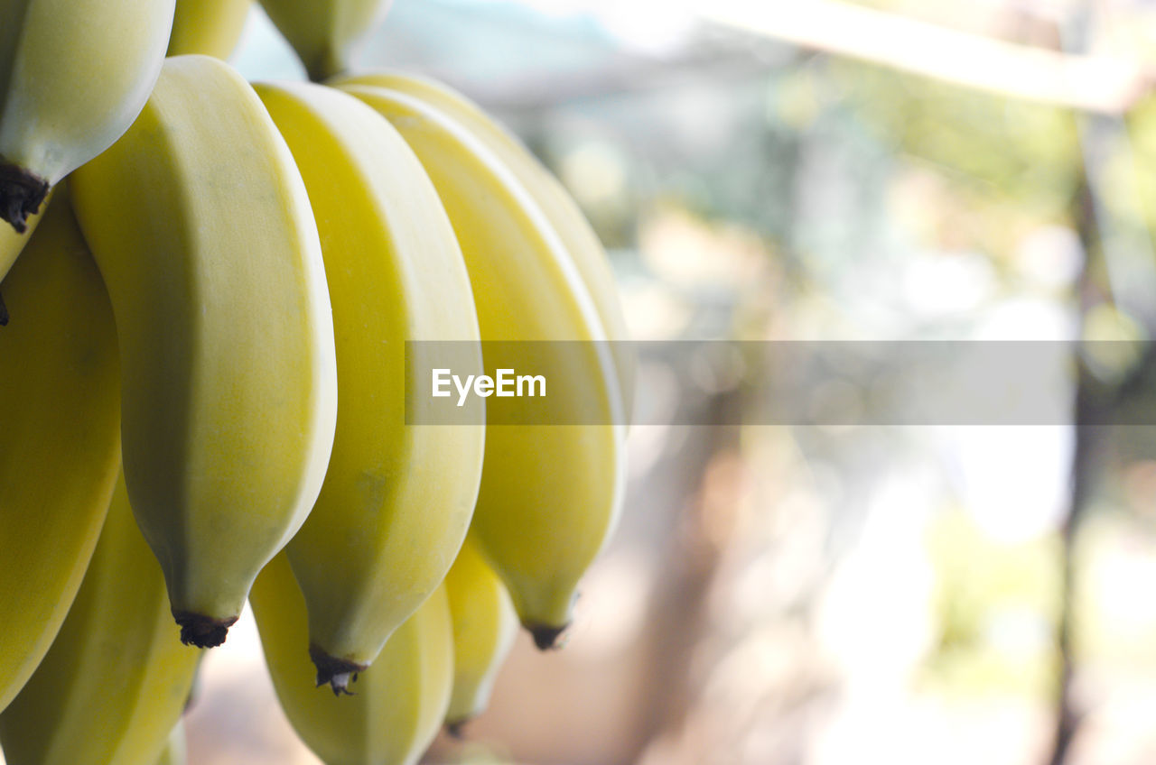 Close up cultivated bananas on blur bokeh background.