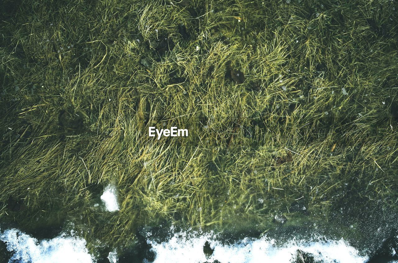 FULL FRAME SHOT OF GREEN LEAF