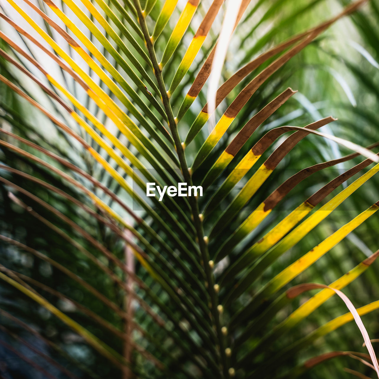 Close-up of palm tree leaves