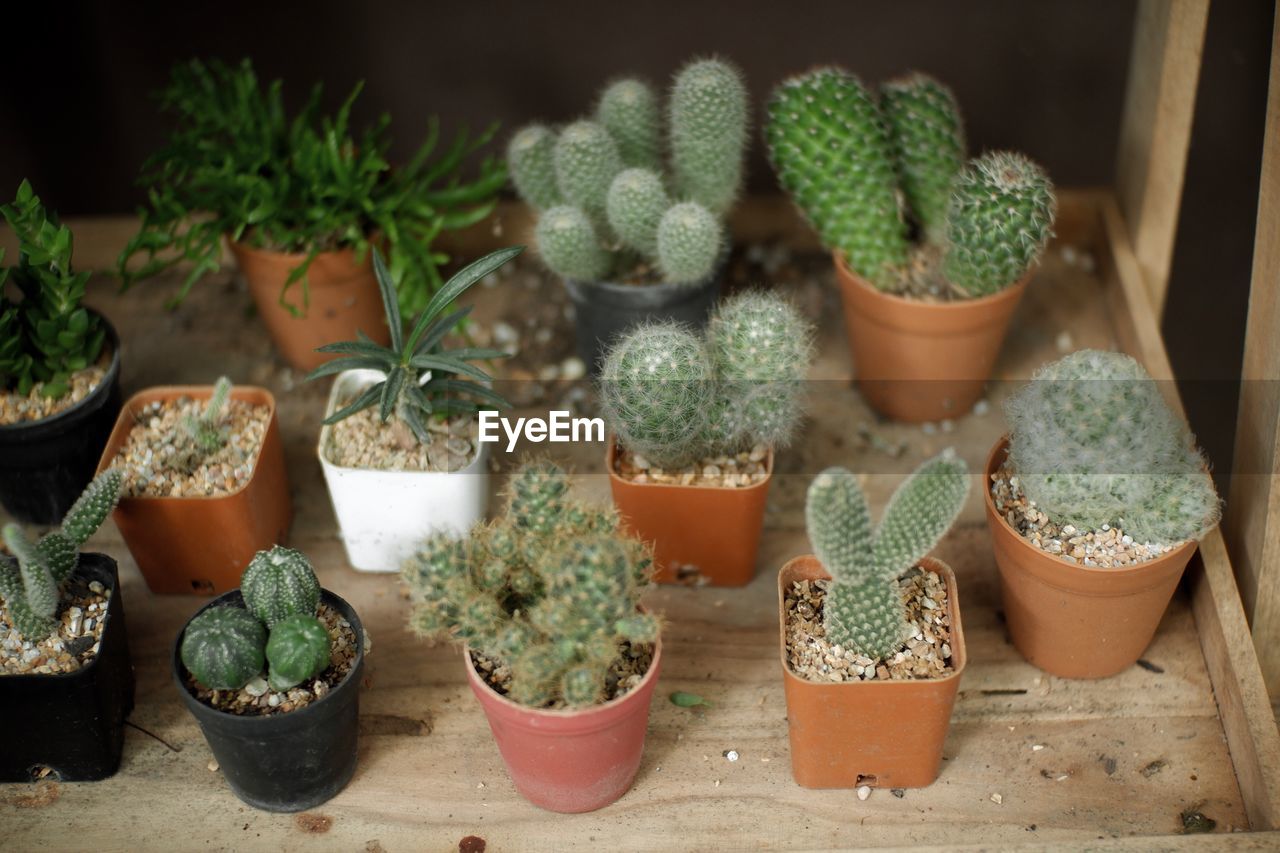 High angle view of potted plants