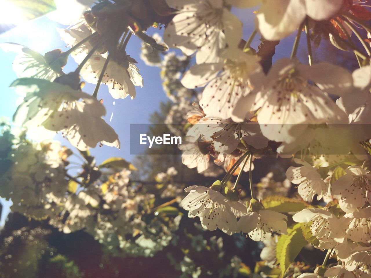 LOW ANGLE VIEW OF FLOWERS ON TREE