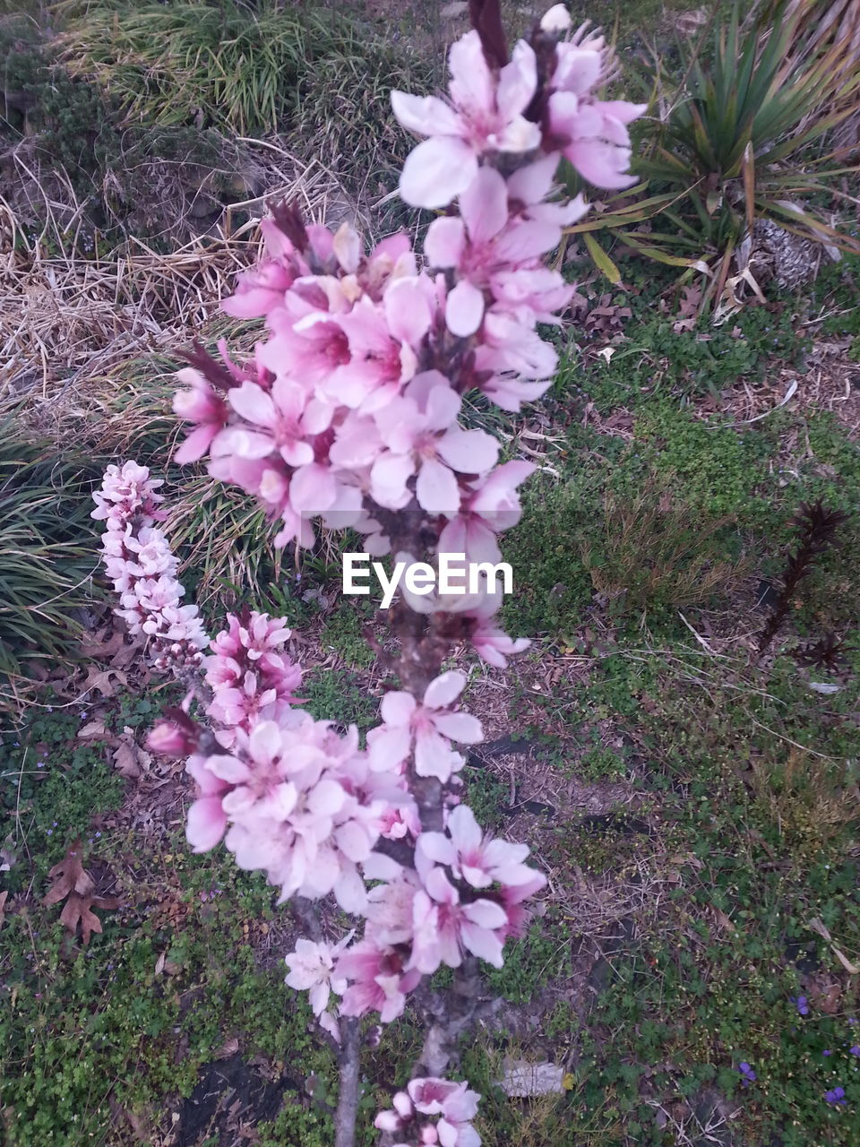 HIGH ANGLE VIEW OF PINK FLOWERS