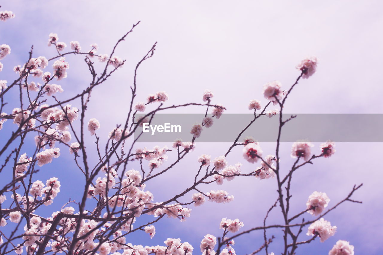 Low angle view of pink flowers blooming on tree