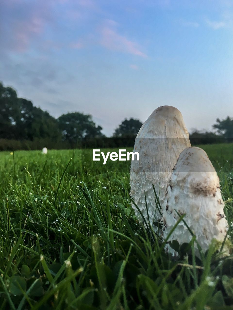 CLOSE-UP OF MUSHROOMS ON FIELD AGAINST SKY