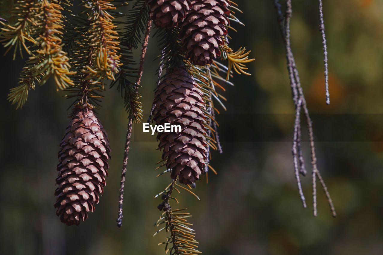 Close-up of pine cones hanging on tree