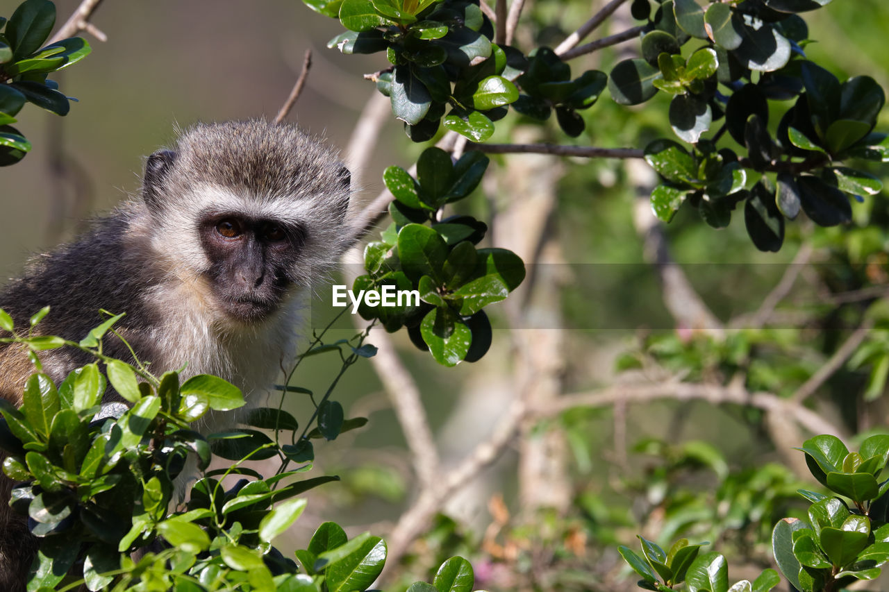 Vervet monkey amongst green leaves chlorocebus pygerythrus