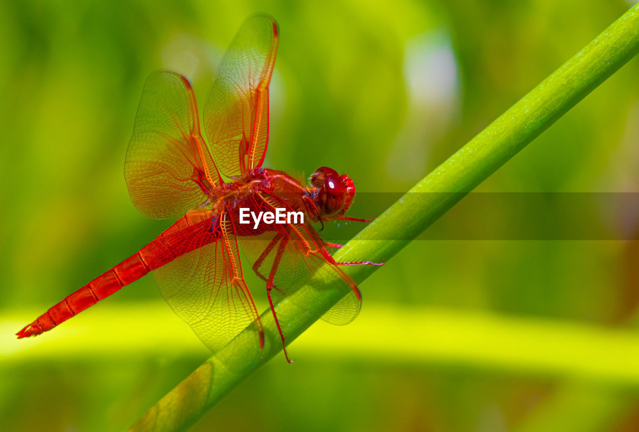 Close-up of dragonfly on leaf