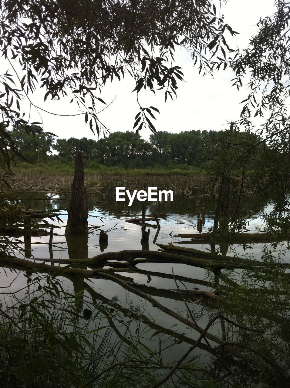 SCENIC VIEW OF LAKE AGAINST TREES