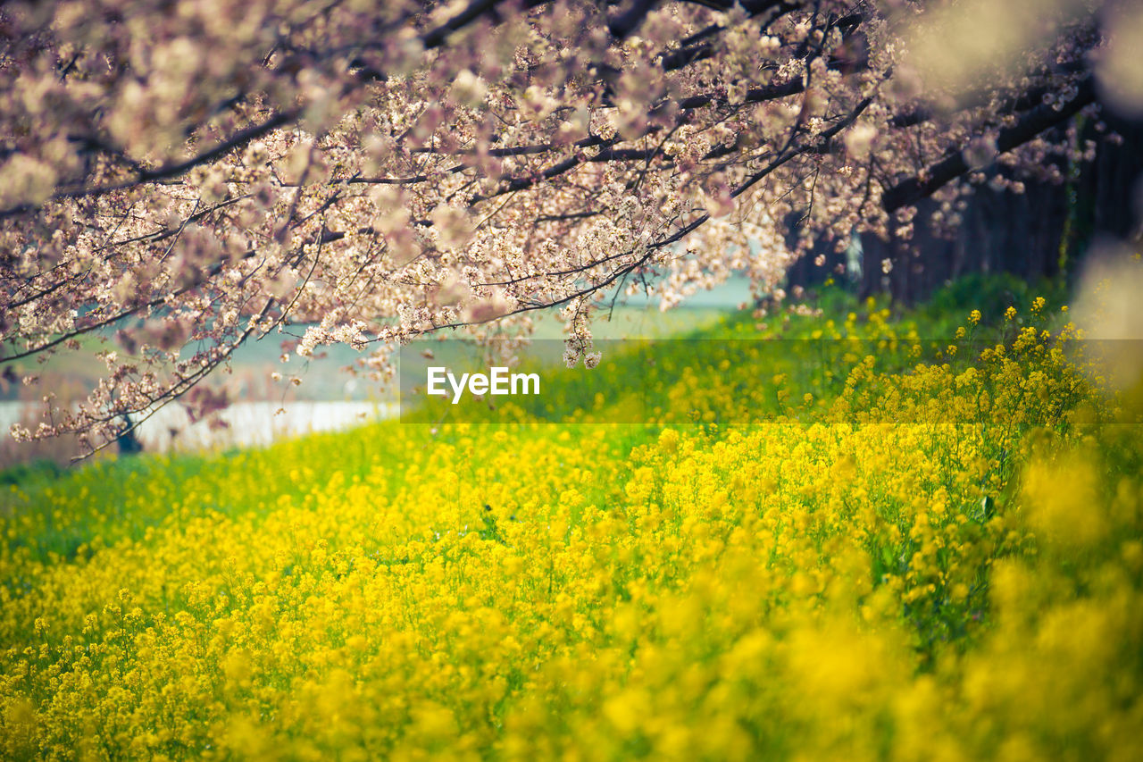 Close-up of flowers blooming in field