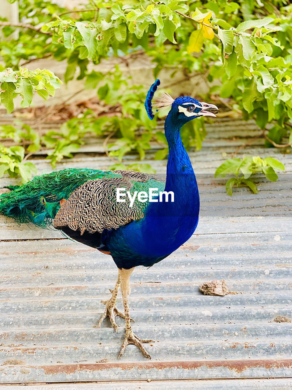 peacock, animal themes, animal, bird, animal wildlife, one animal, wildlife, blue, peacock feather, feather, nature, beauty in nature, no people, multi colored, day, outdoors, full length, fowl, green, plant