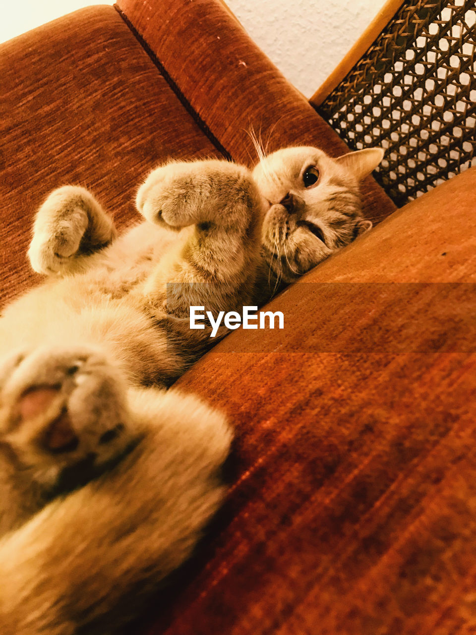 CAT SLEEPING IN A WOODEN FLOOR