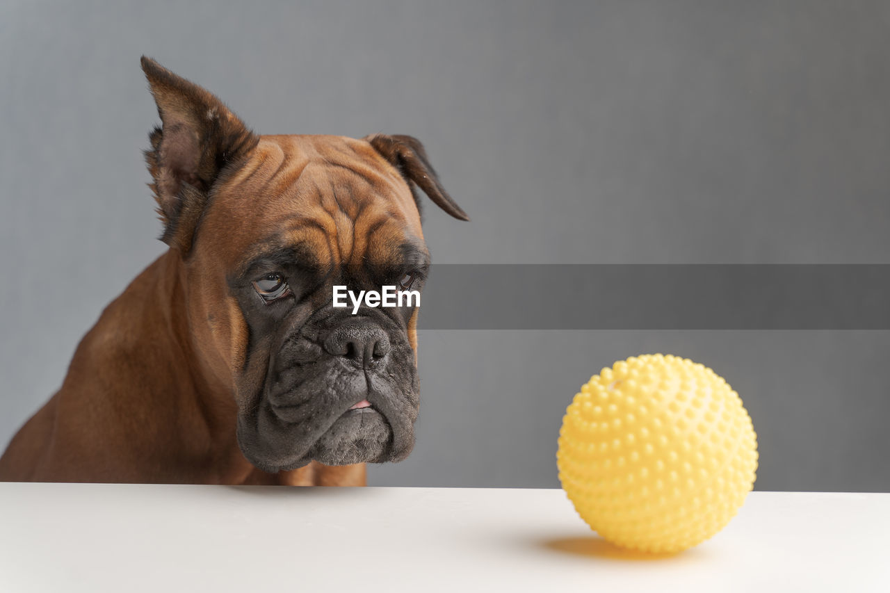 German boxer dog sits and looks sadly at a toy yellow ball, a close-up portrait of a dog