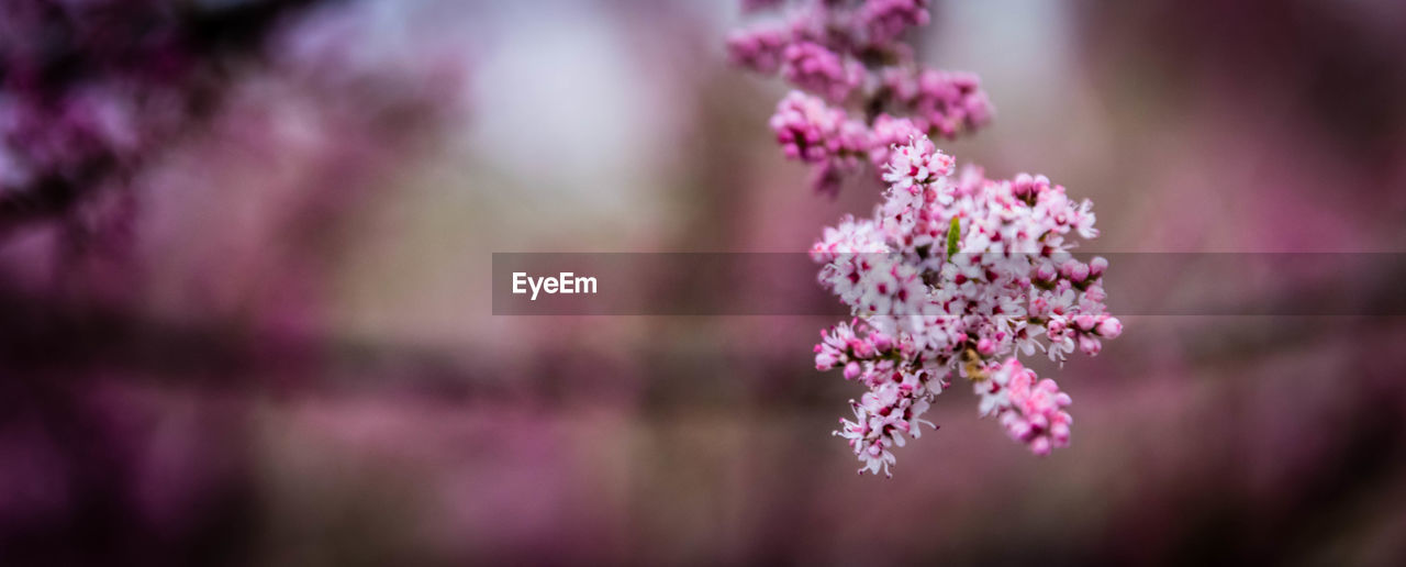 CLOSE-UP OF PINK FLOWER