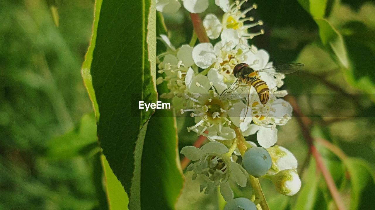 CLOSE-UP OF INSECT POLLINATING ON PLANT