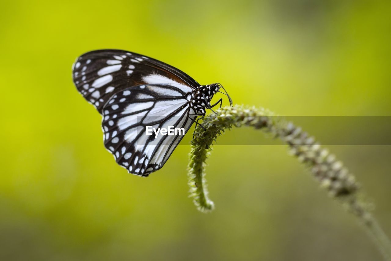 Close-up of butterfly pollinating flower