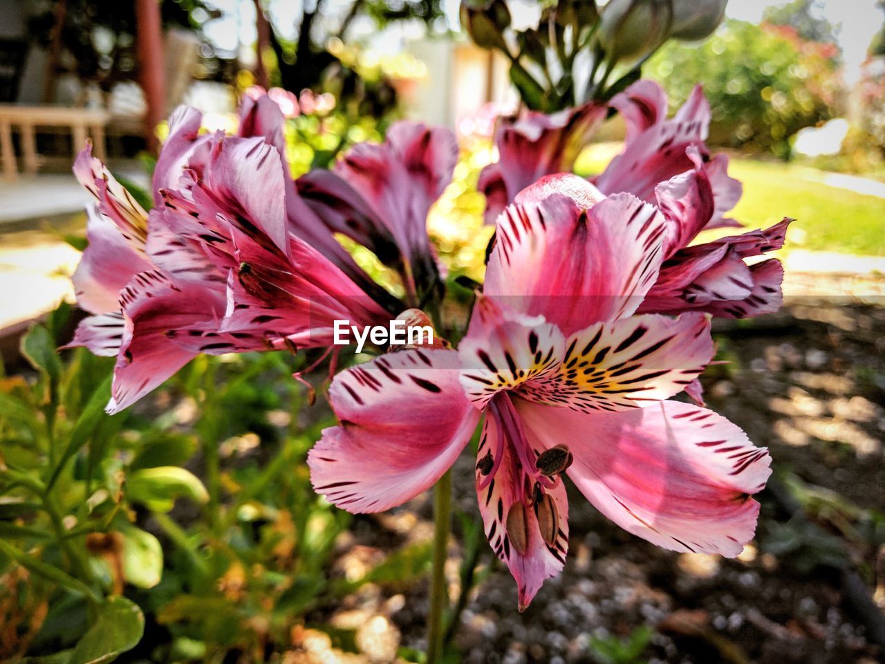 Close-up of day lily blooming outdoors