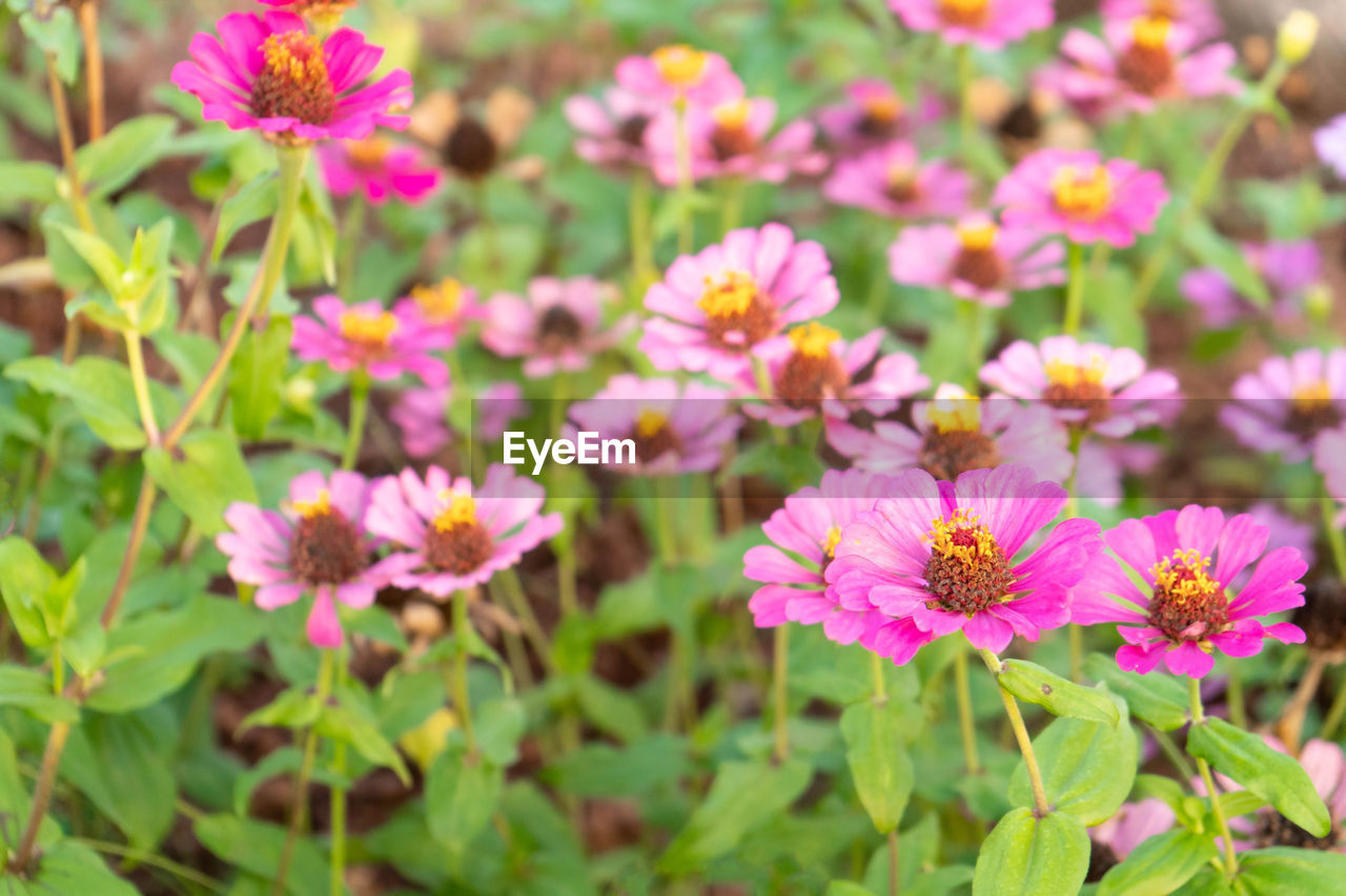 flower, flowering plant, plant, freshness, beauty in nature, garden cosmos, pink, nature, close-up, flower head, growth, fragility, petal, plant part, inflorescence, leaf, no people, meadow, focus on foreground, green, wildflower, summer, outdoors, multi colored, medicine, day, botany, springtime, garden, field
