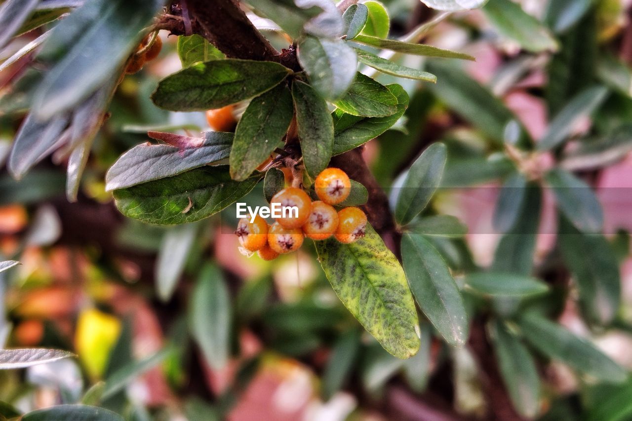CLOSE-UP OF FRUIT TREE