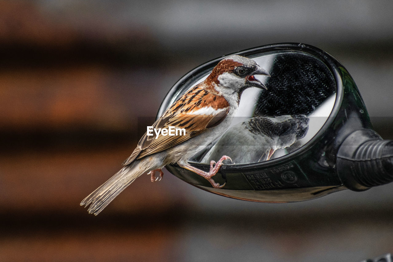 CLOSE-UP OF BIRD PERCHING ON FEEDER AT NIGHT