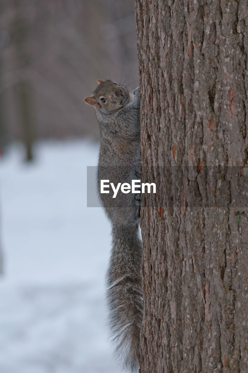 SQUIRREL ON TREE