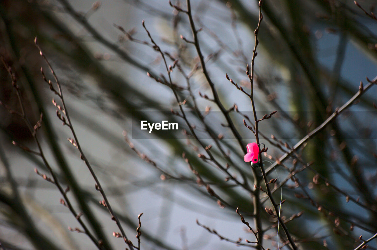 Close-up of red flower growing on tree