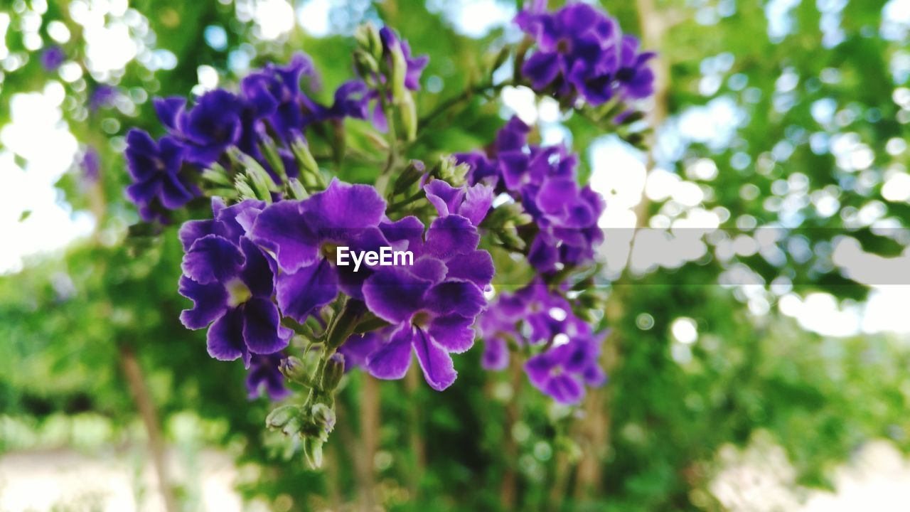 CLOSE-UP OF PURPLE FLOWERS BLOOMING