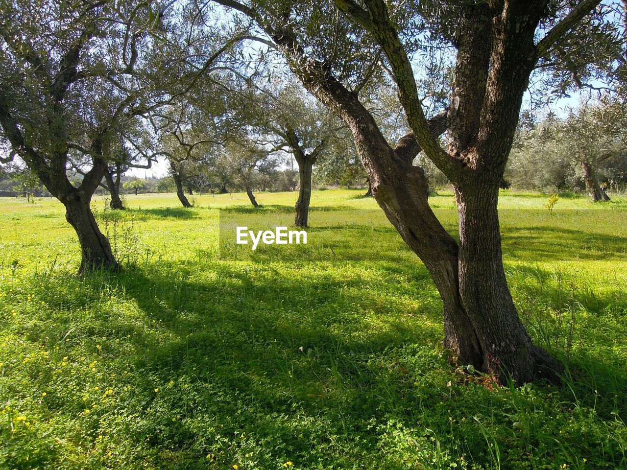 TREES ON GRASSY FIELD