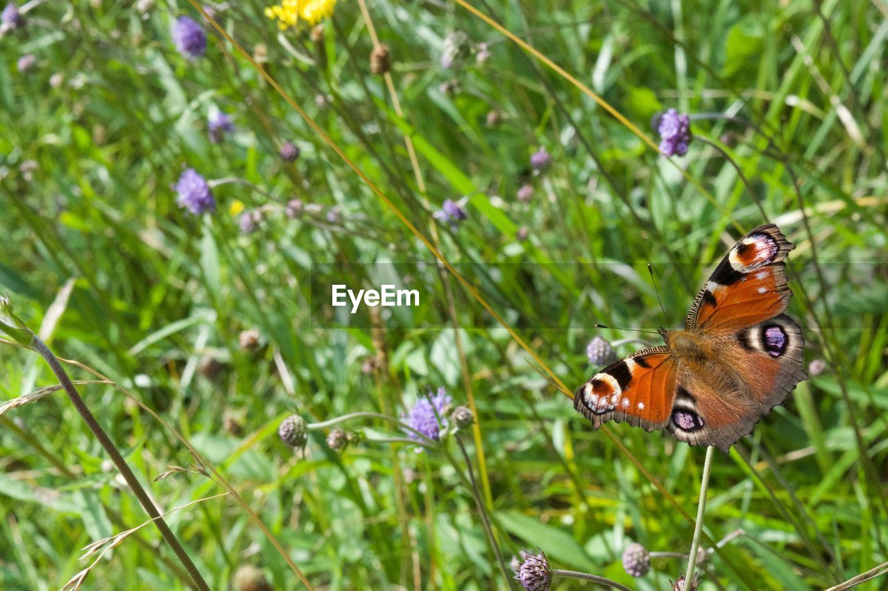 CLOSE-UP OF BUTTERFLY ON FLOWER