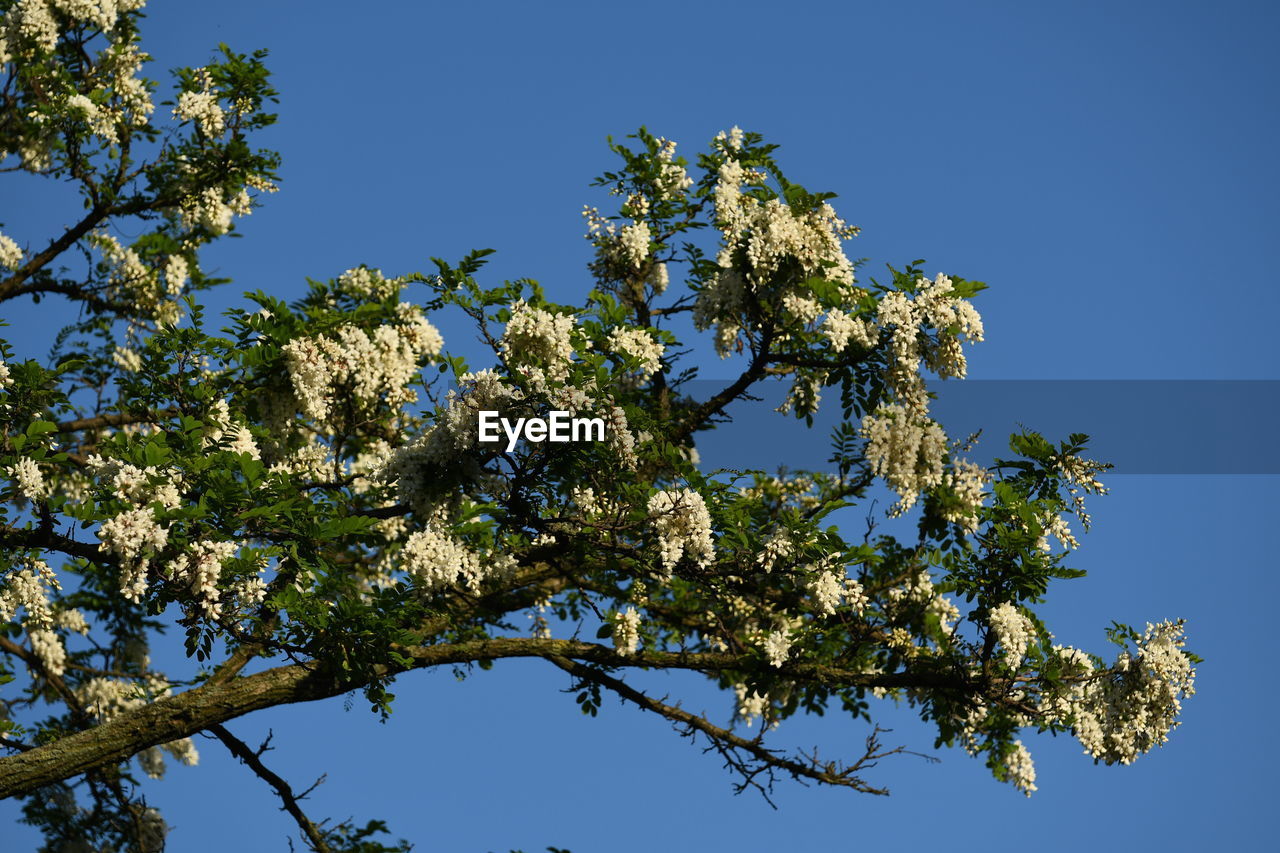 LOW ANGLE VIEW OF FLOWERING PLANT AGAINST CLEAR BLUE SKY
