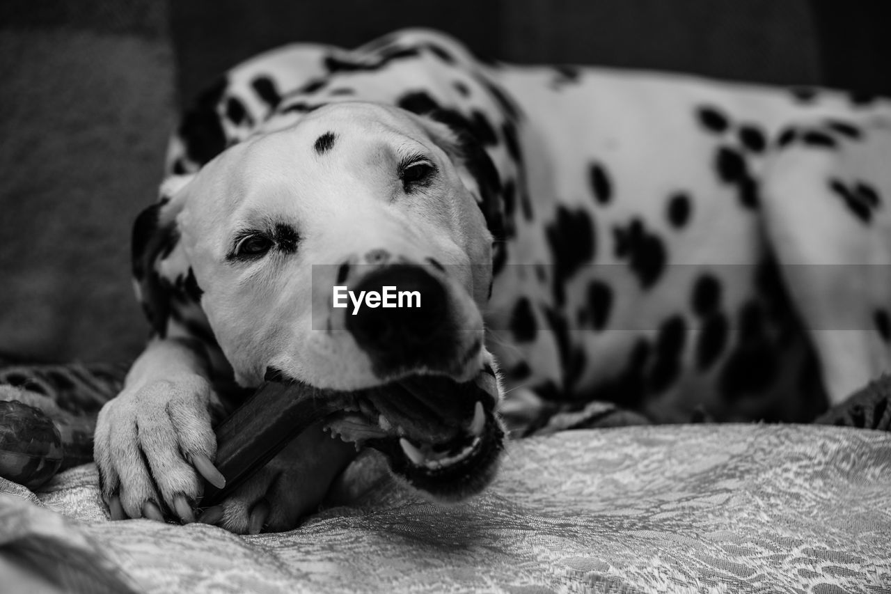 Close-up portrait of dog relaxing on bed