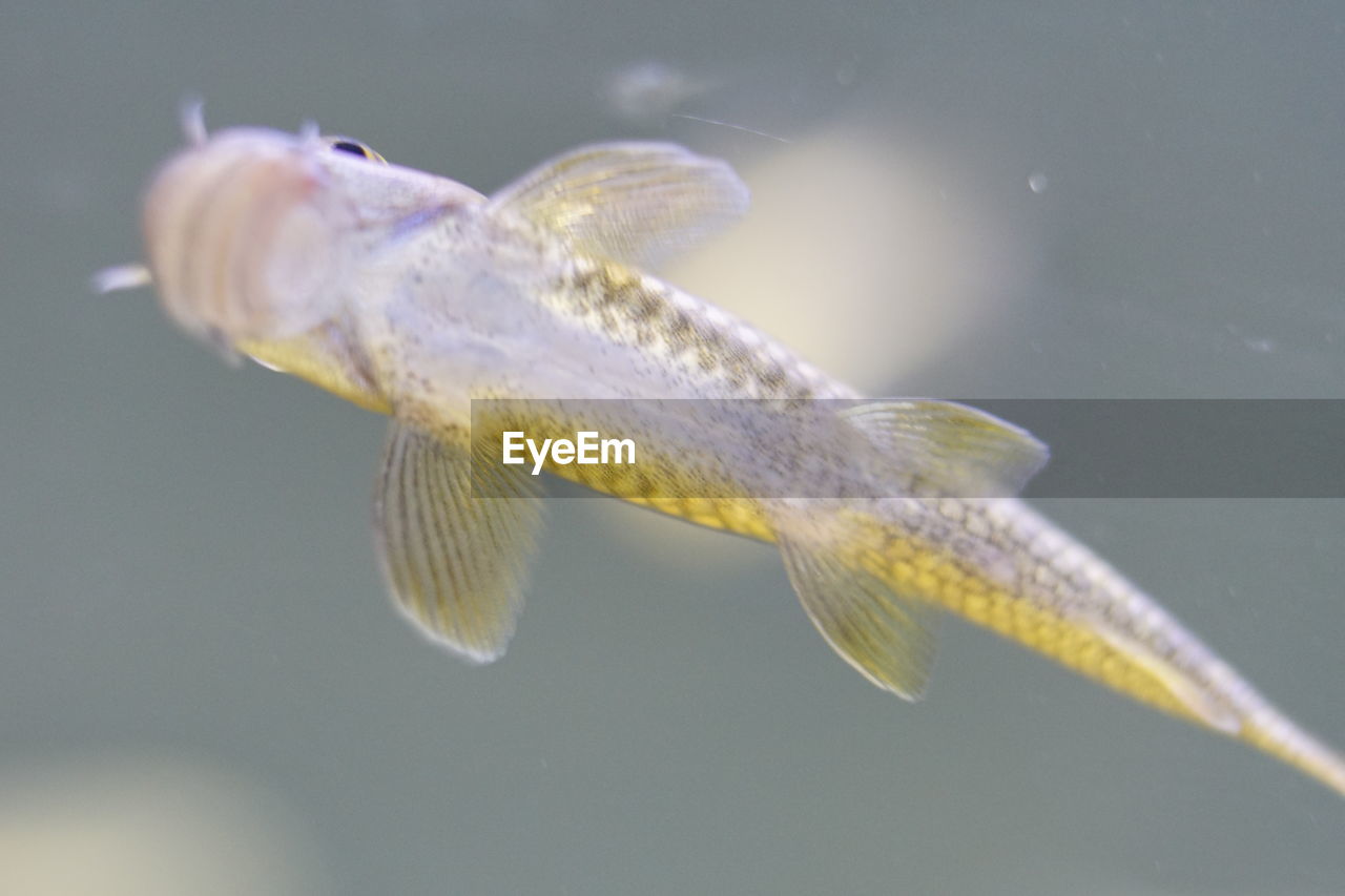 Gara rufa or known as the doctor fish.