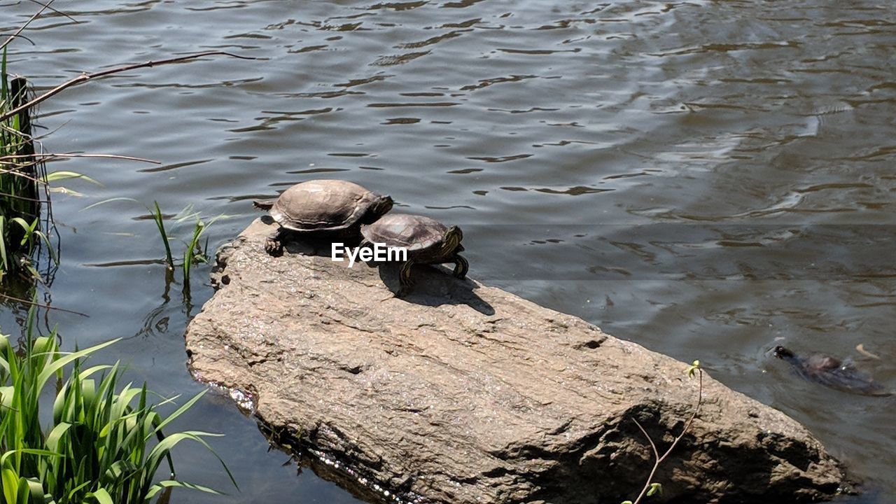 HIGH ANGLE VIEW OF DUCKS ON ROCK