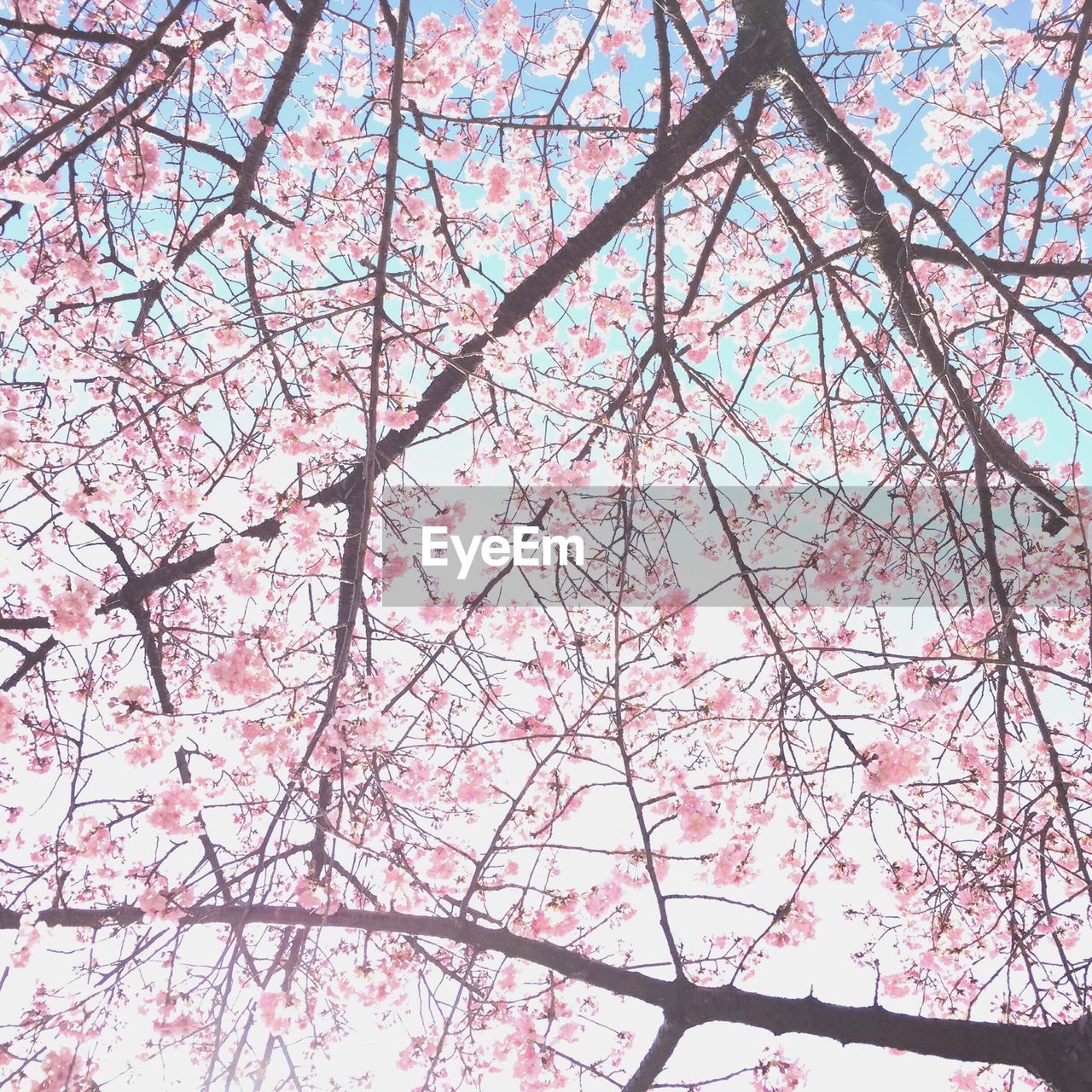 LOW ANGLE VIEW OF TREE AGAINST SKY