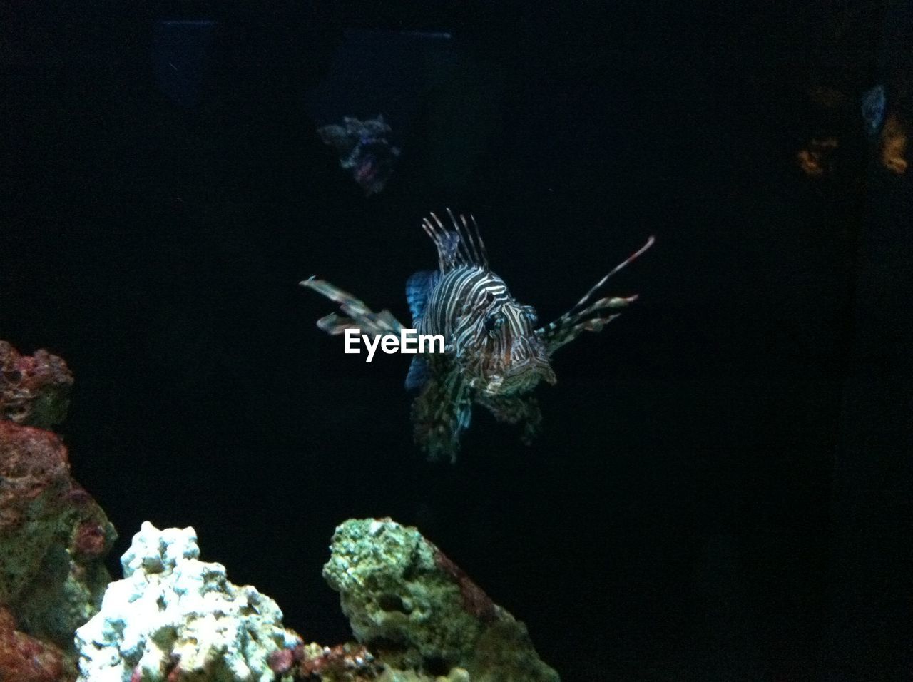 JELLYFISH IN WATER