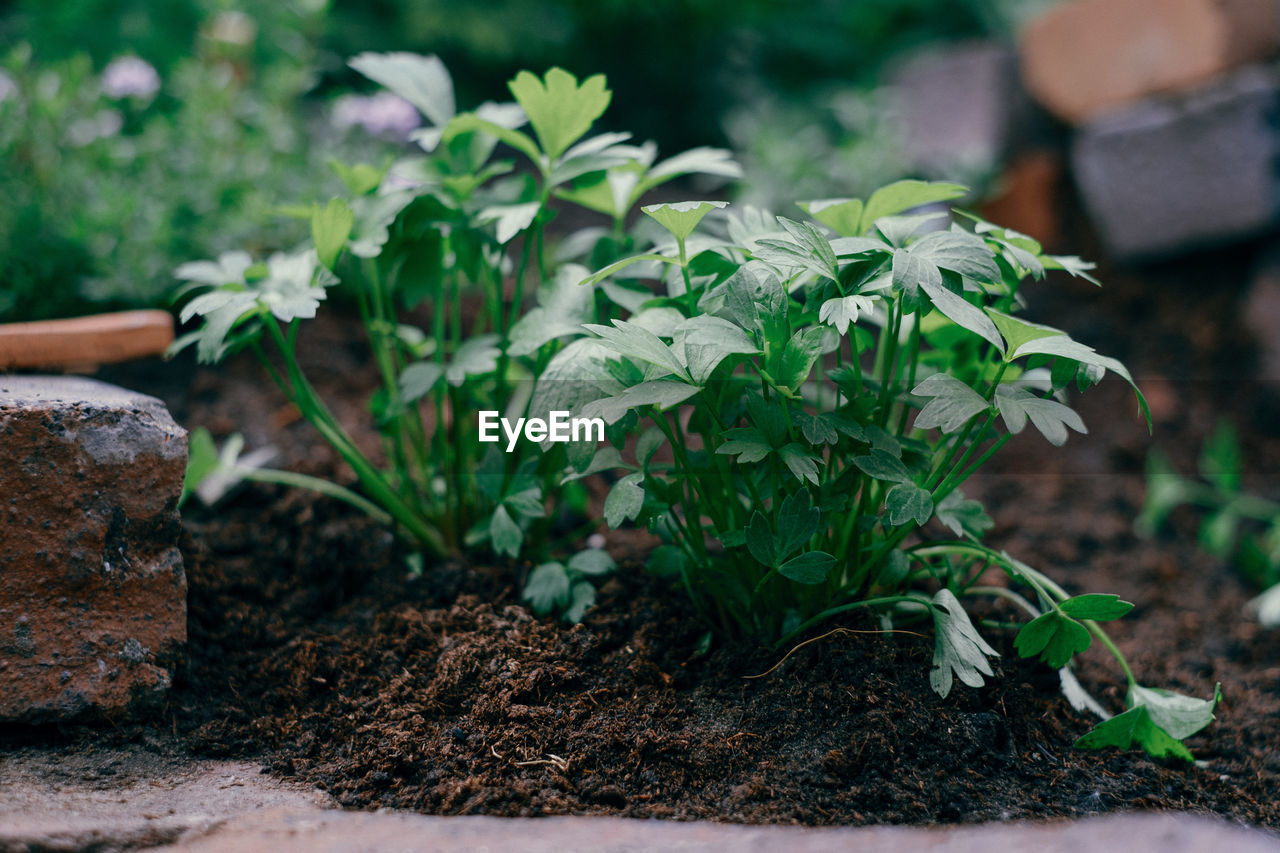 Close-up of herbal plant growing in field