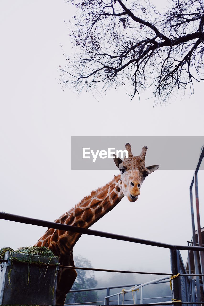 LOW ANGLE VIEW OF A HORSE ON TREE