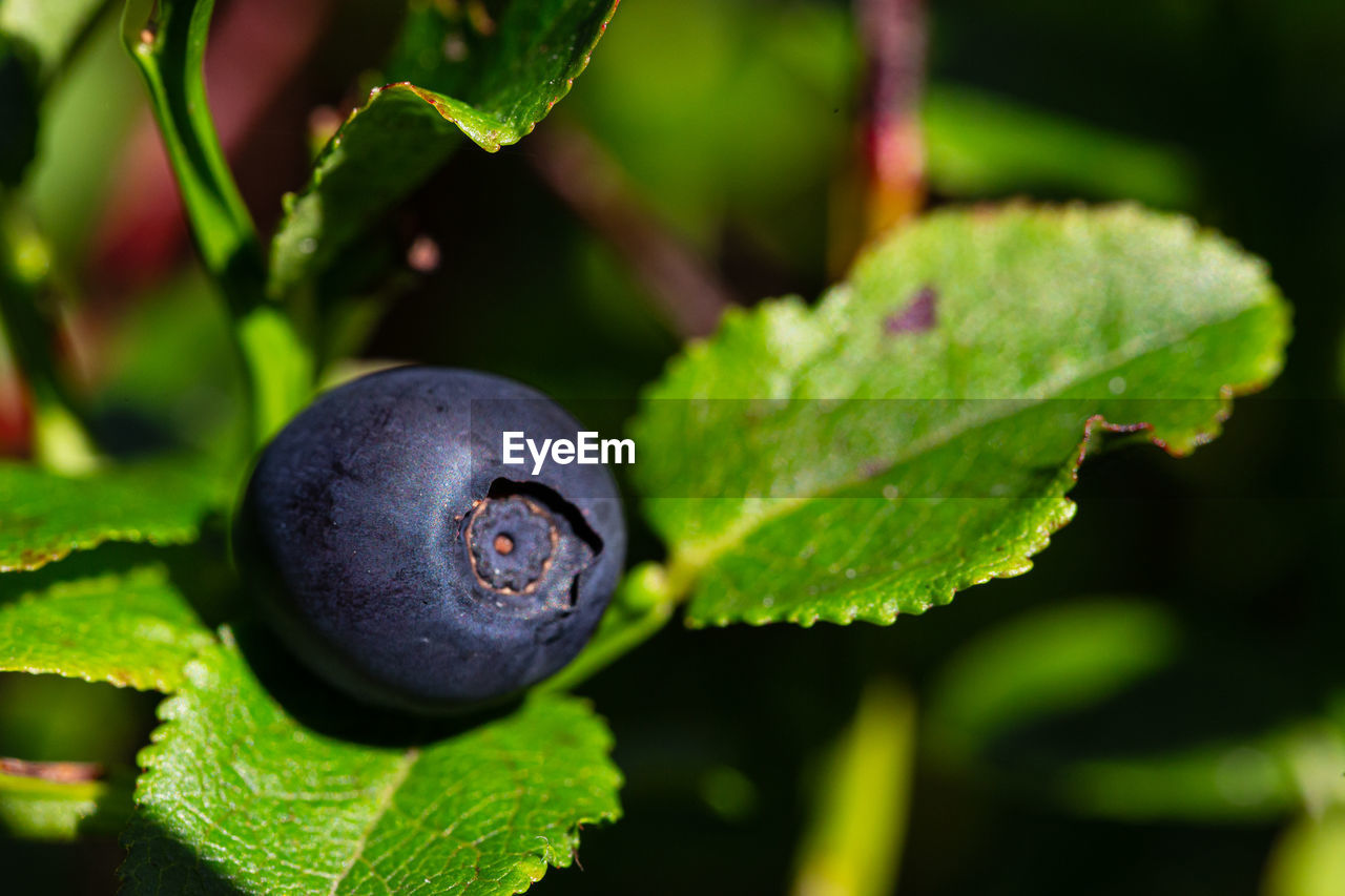 Close-up of a single blueberry growing on a branch