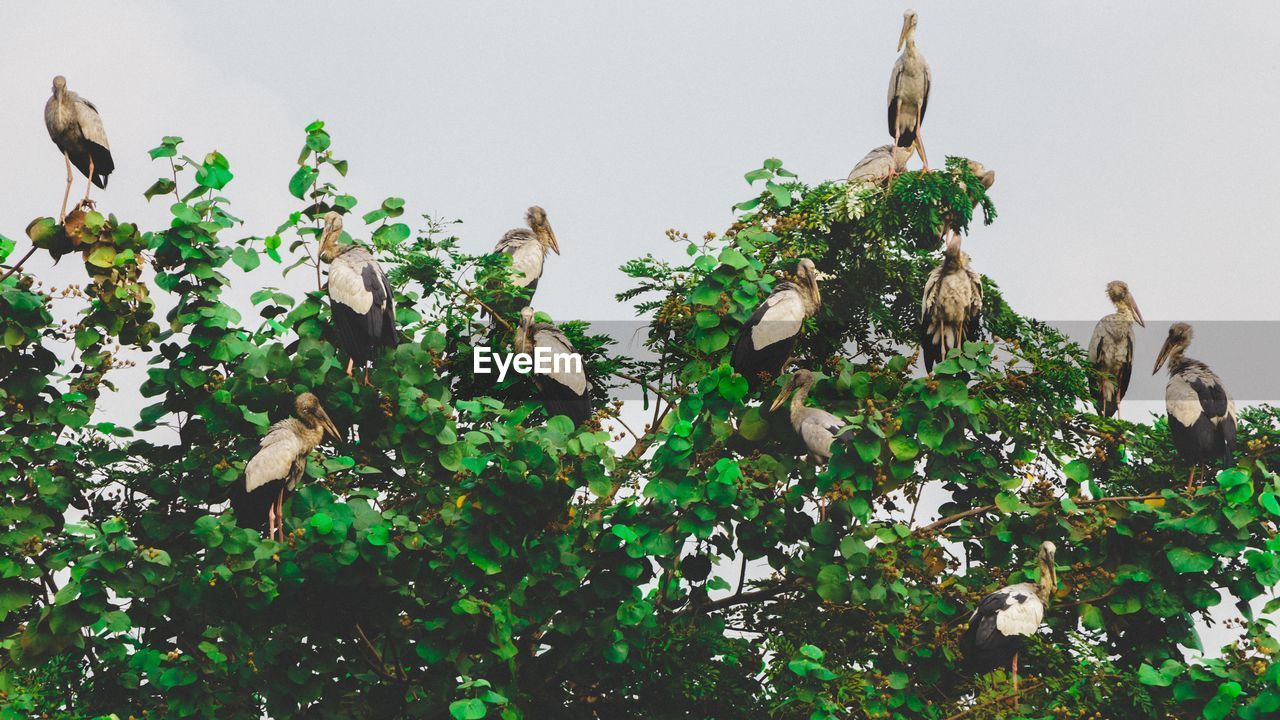 LOW ANGLE VIEW OF BIRD PERCHING ON PLANT