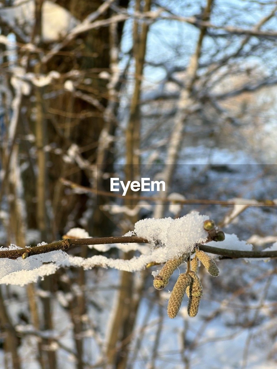 winter, branch, tree, nature, focus on foreground, frost, snow, cold temperature, spring, plant, leaf, no people, day, wildlife, twig, autumn, close-up, ice, outdoors, frozen, beauty in nature, animal, freezing, animal wildlife, animal themes, land, one animal