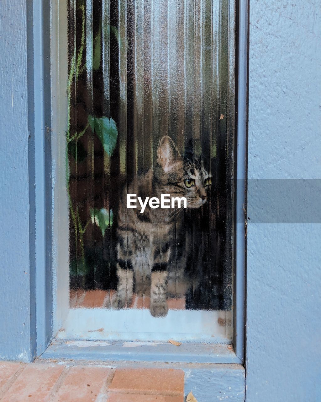 Portrait of cat seen through window