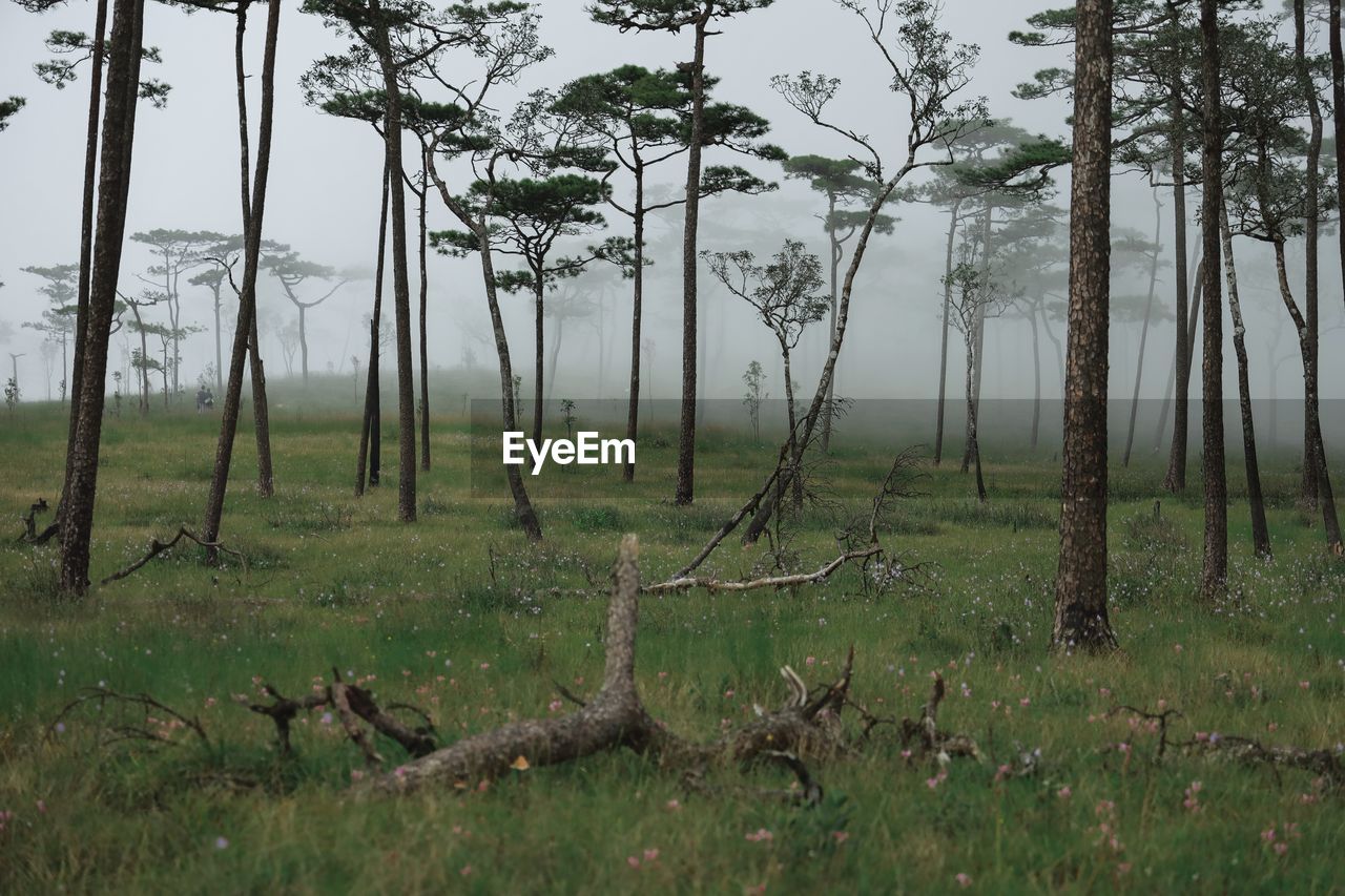 TREES GROWING ON FIELD